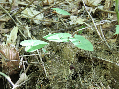 Asarum tohokuense