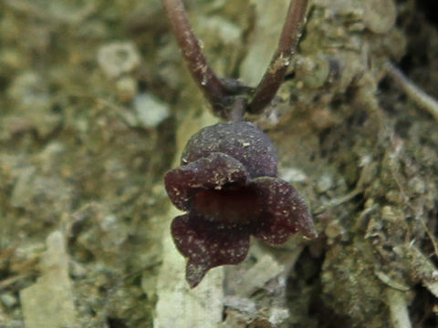 Asarum tohokuense