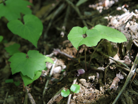 Asarum tohokuense