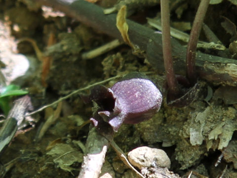 Asarum tohokuense