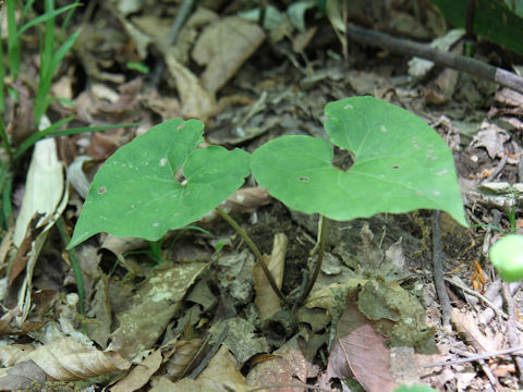 Asarum tohokuense