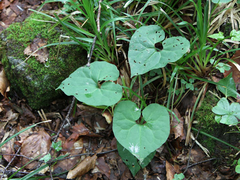 Asarum tohokuense