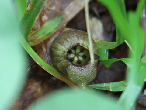 Asarum tohokuense