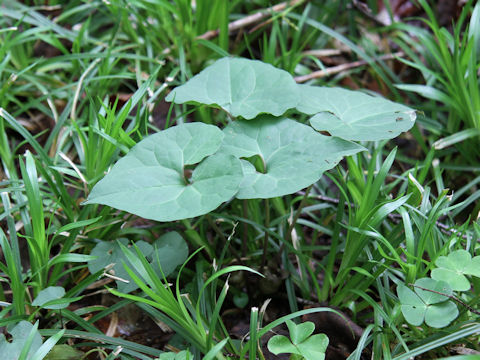 Asarum tohokuense