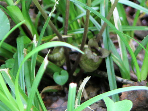 Asarum tohokuense