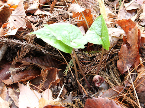 Asarum tohokuense