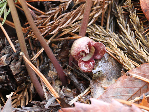 Asarum tohokuense