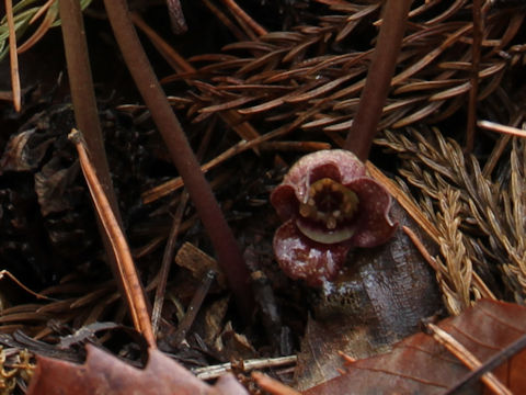 Asarum tohokuense