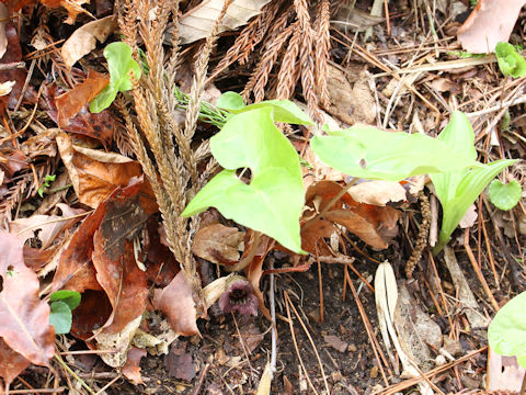 Asarum tohokuense