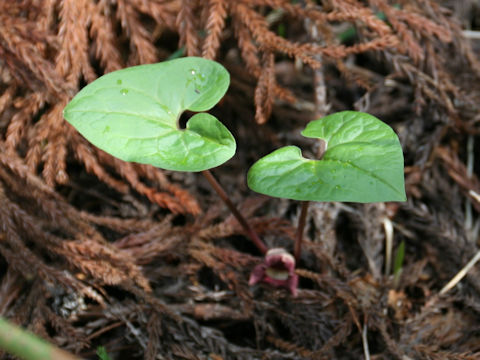 Asarum tohokuense