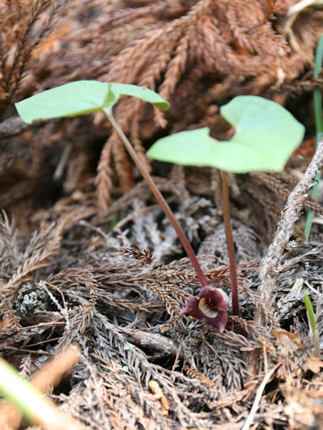 Asarum tohokuense