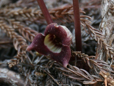 Asarum tohokuense