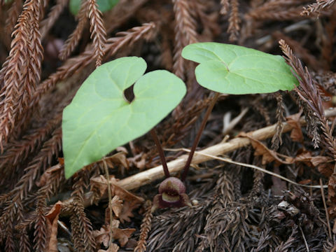 Asarum tohokuense