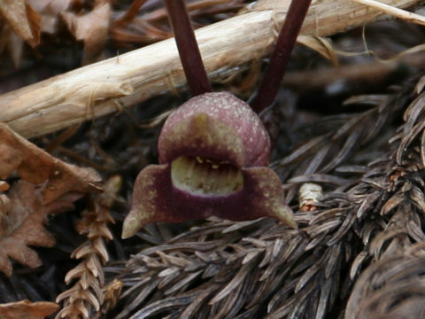 Asarum tohokuense