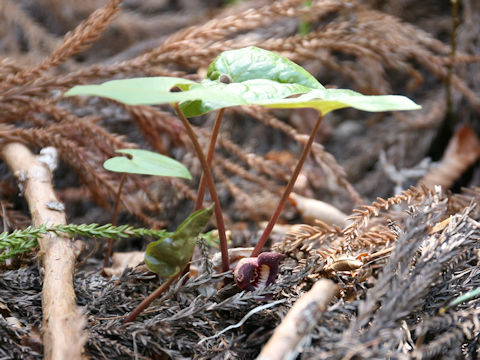 Asarum tohokuense