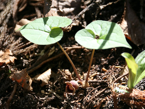 Asarum tohokuense