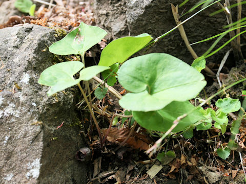 Asarum tohokuense