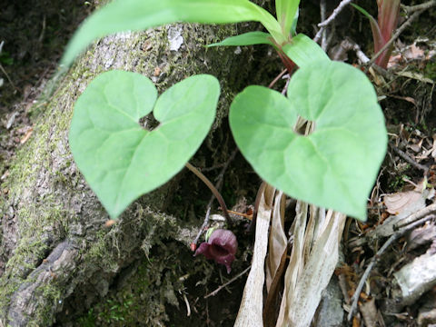 Asarum tohokuense