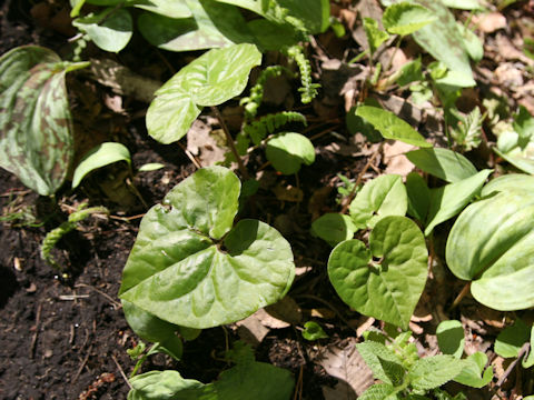 Asarum tohokuense