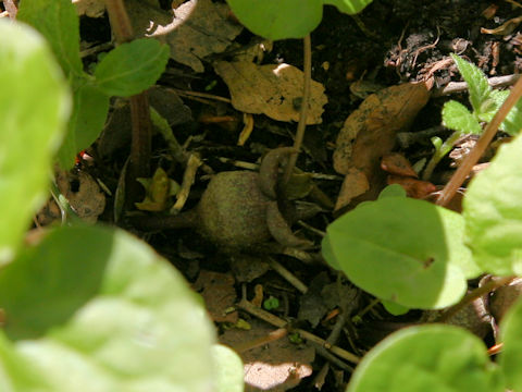 Asarum tohokuense