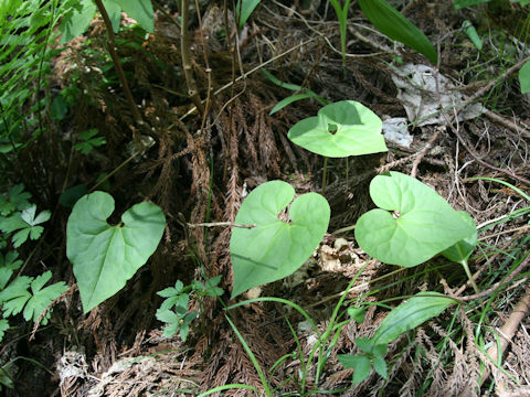 Asarum tohokuense