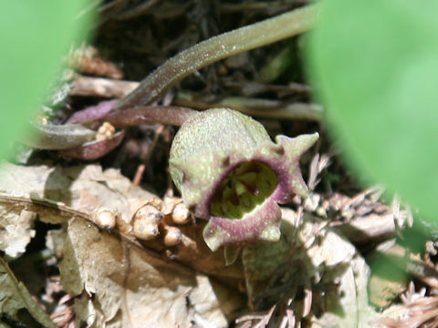 Asarum tohokuense