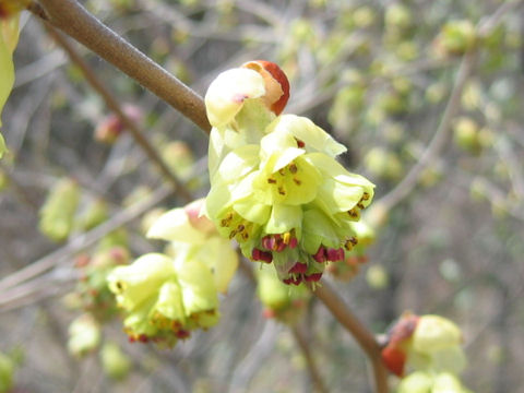 Corylopsis spicata