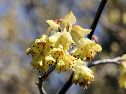 Corylopsis spicata