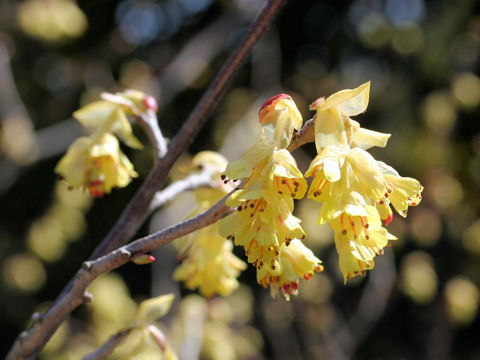 Corylopsis spicata