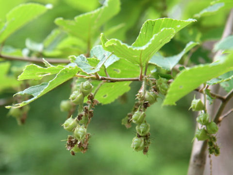 Corylopsis spicata