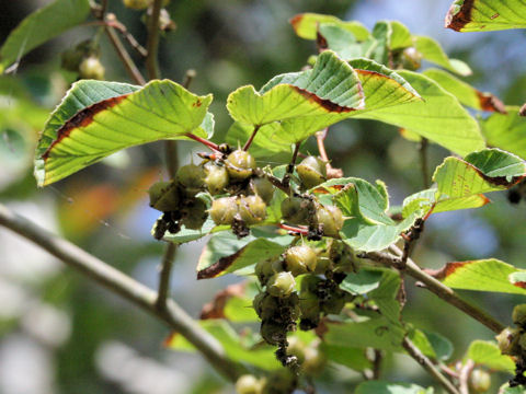 Corylopsis spicata