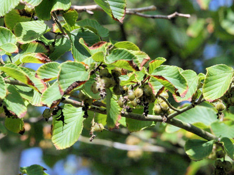 Corylopsis spicata