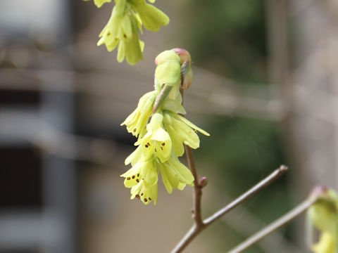 Corylopsis spicata