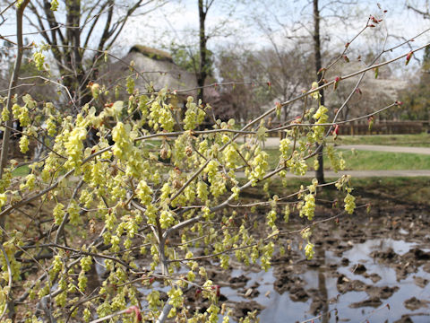 Corylopsis spicata