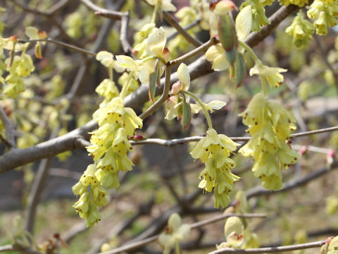 Corylopsis spicata