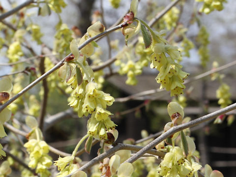 Corylopsis spicata