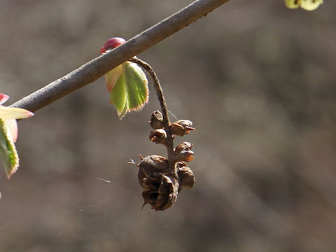 Corylopsis spicata