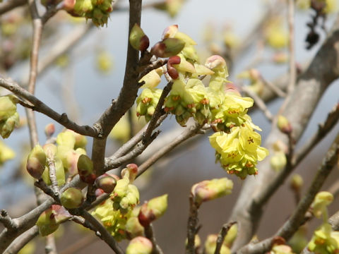 Corylopsis spicata