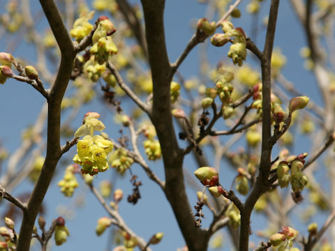 Corylopsis spicata