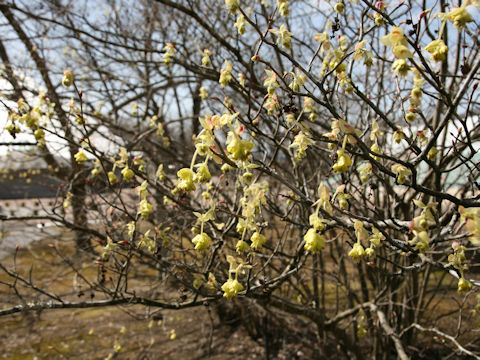 Corylopsis spicata