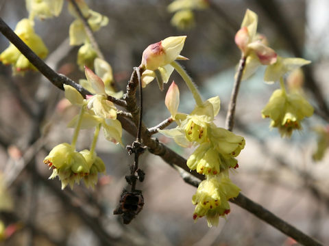 Corylopsis spicata