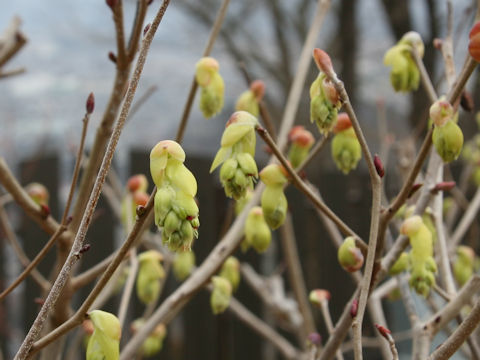 Corylopsis spicata