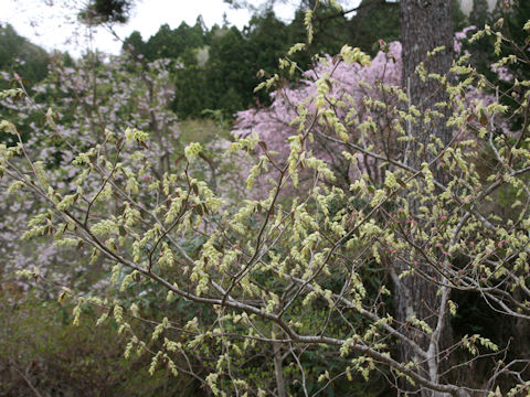 Corylopsis spicata