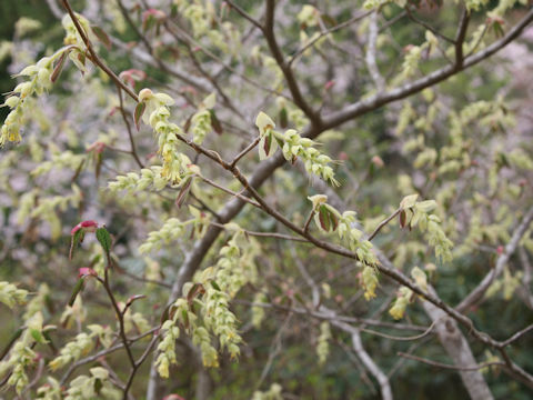 Corylopsis spicata