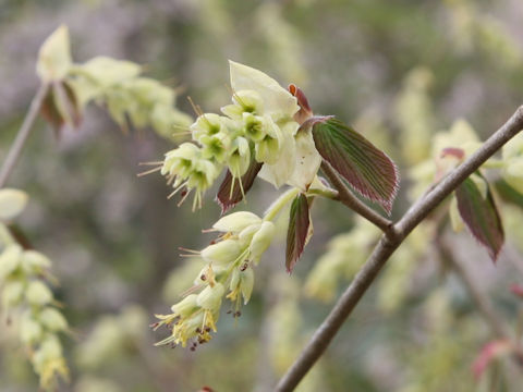 Corylopsis spicata