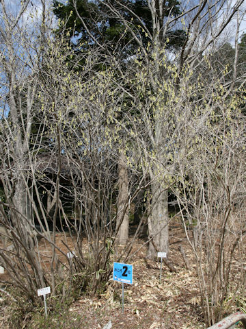 Corylopsis spicata