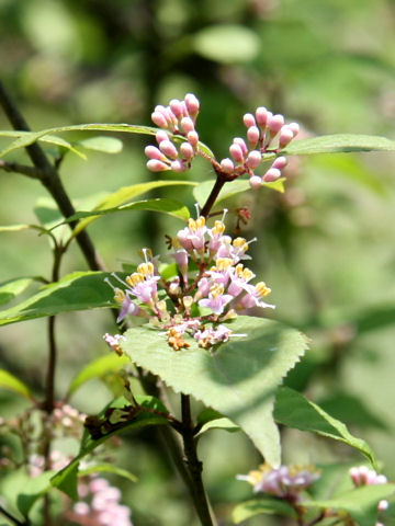 Callicarpa shikokiana