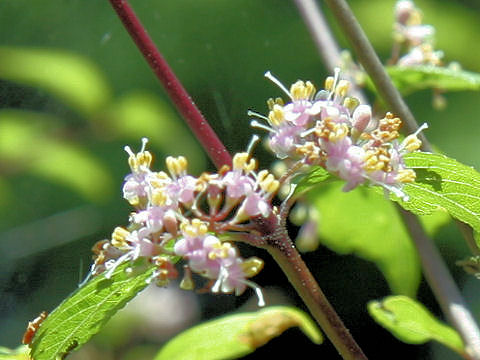 Callicarpa shikokiana