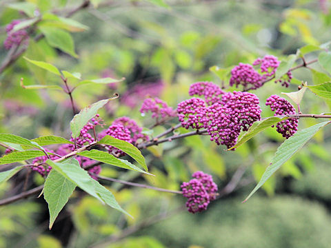 Callicarpa shikokiana