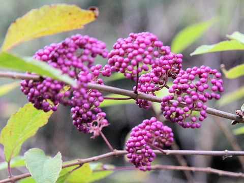 Callicarpa shikokiana